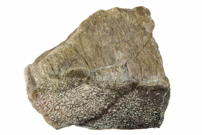 Polished Dinosaur Bone (Gembone) Section - Utah #151425